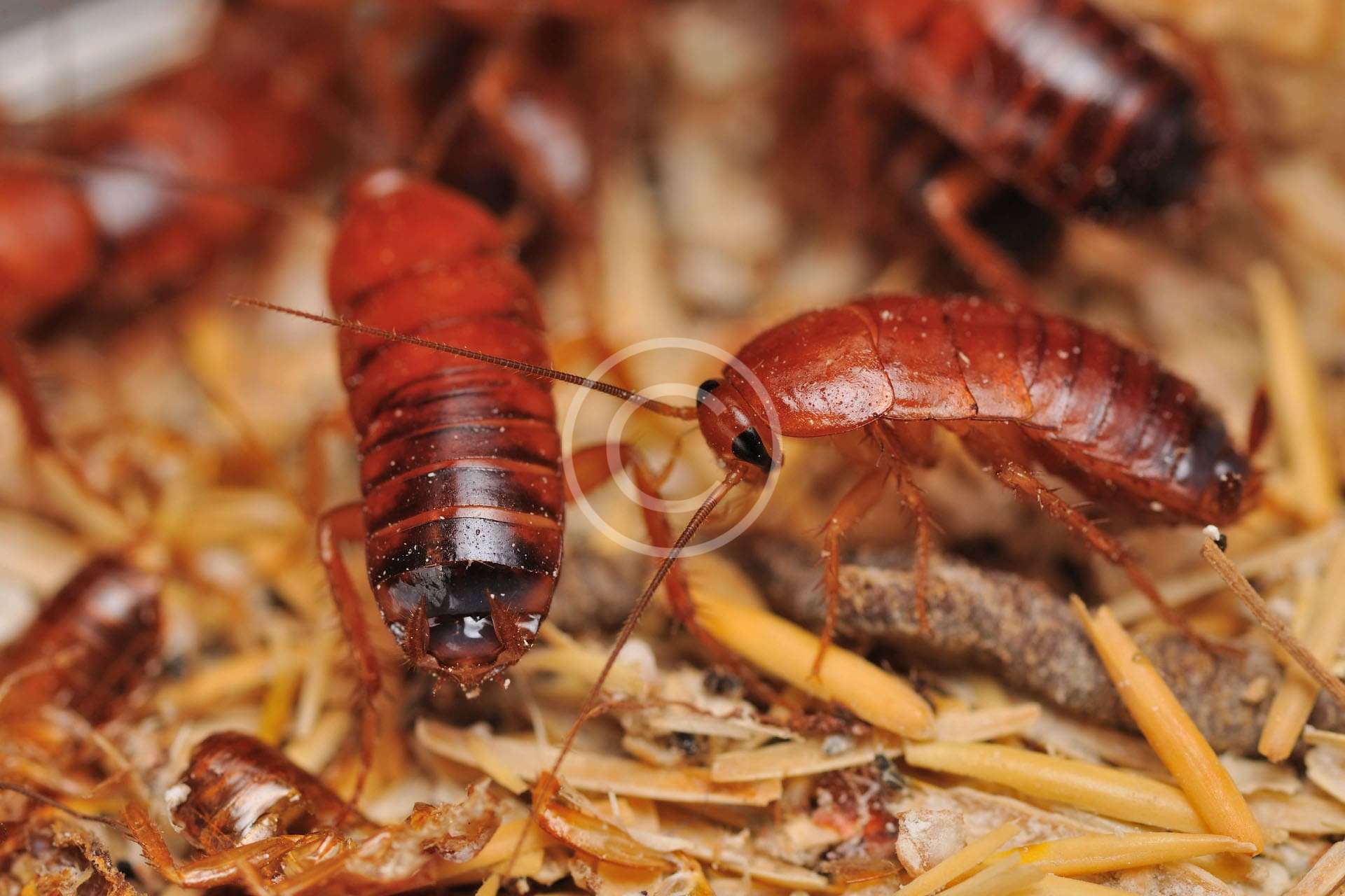 American Cockroach